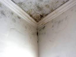 Mold Odor Removal Services in Pflugerville, TX